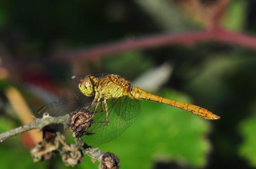 Sympetrum meridionale